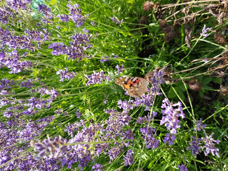 PAPILLON. BELLE DAME. Sur lavande. Fay EHPAD massif de fleurs. MURIEL GODET